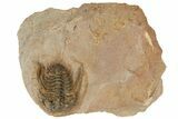 Spiny Leonaspis Trilobite - Lghaft, Morocco #186753-1